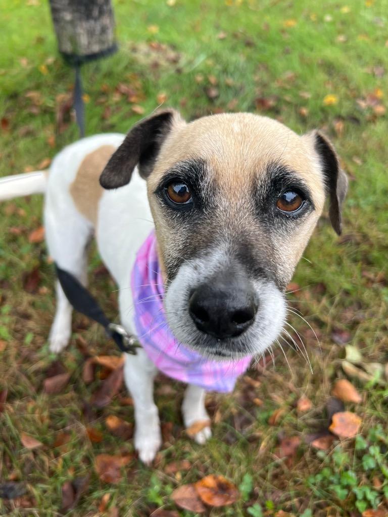 Maxxine, Adoptable, Adult Female Mixed Breed.