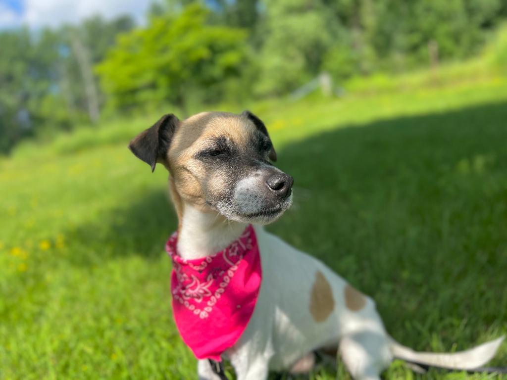 Enlarge Maxxine, a Adoptable mixed breed in Menomonie, WI image 3/5