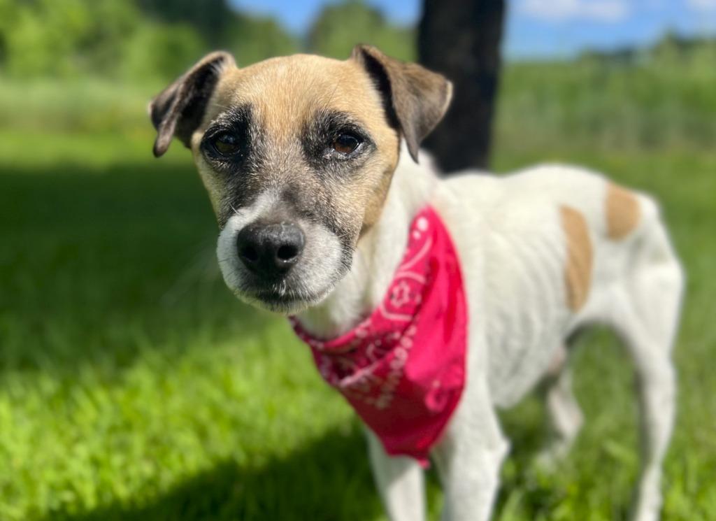 Enlarge Maxxine, a Adoptable mixed breed in Menomonie, WI image 4/5