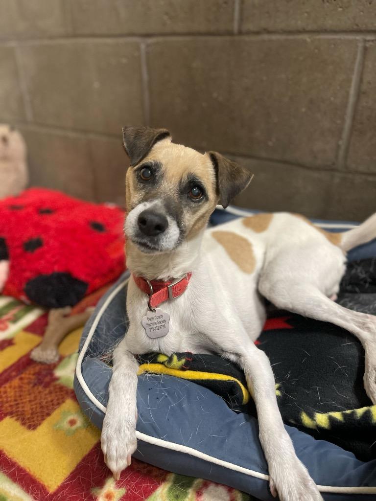 Enlarge Maxxine, a Adoptable mixed breed in Menomonie, WI image 5/5