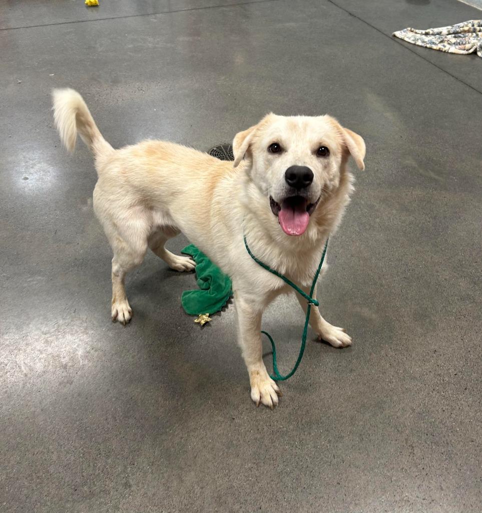 Rodney, Adoptable, Adult Male Labrador Retriever.