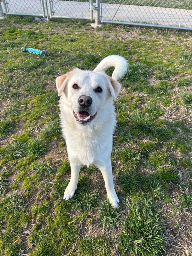 Rodney, a Adoptable mixed breed in Johnson City, TN image 2/3