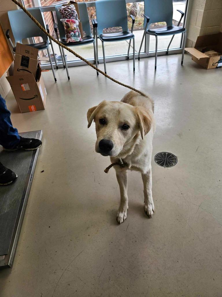 Rodney, a Adoptable mixed breed in Johnson City, TN image 3/3