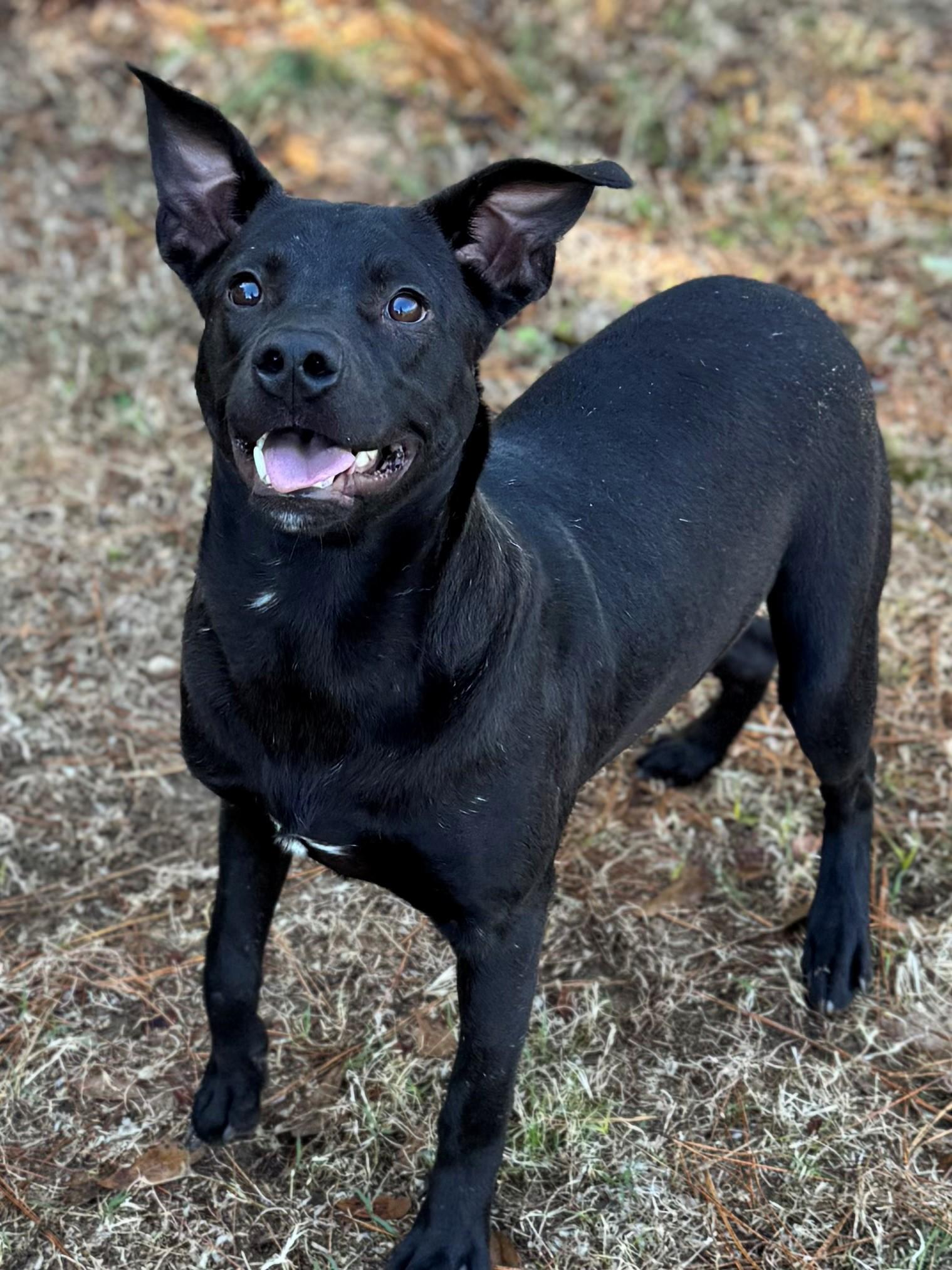 Enlarge Bo, a ADOPTABLE mixed breed in Summerdale, AL image 1/1