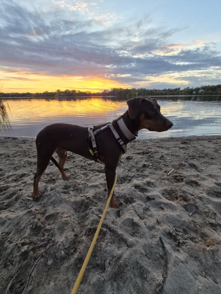 Enlarge Kinsey, a Adoptable Doberman Pinscher in Minneapolis, MN image 2/3