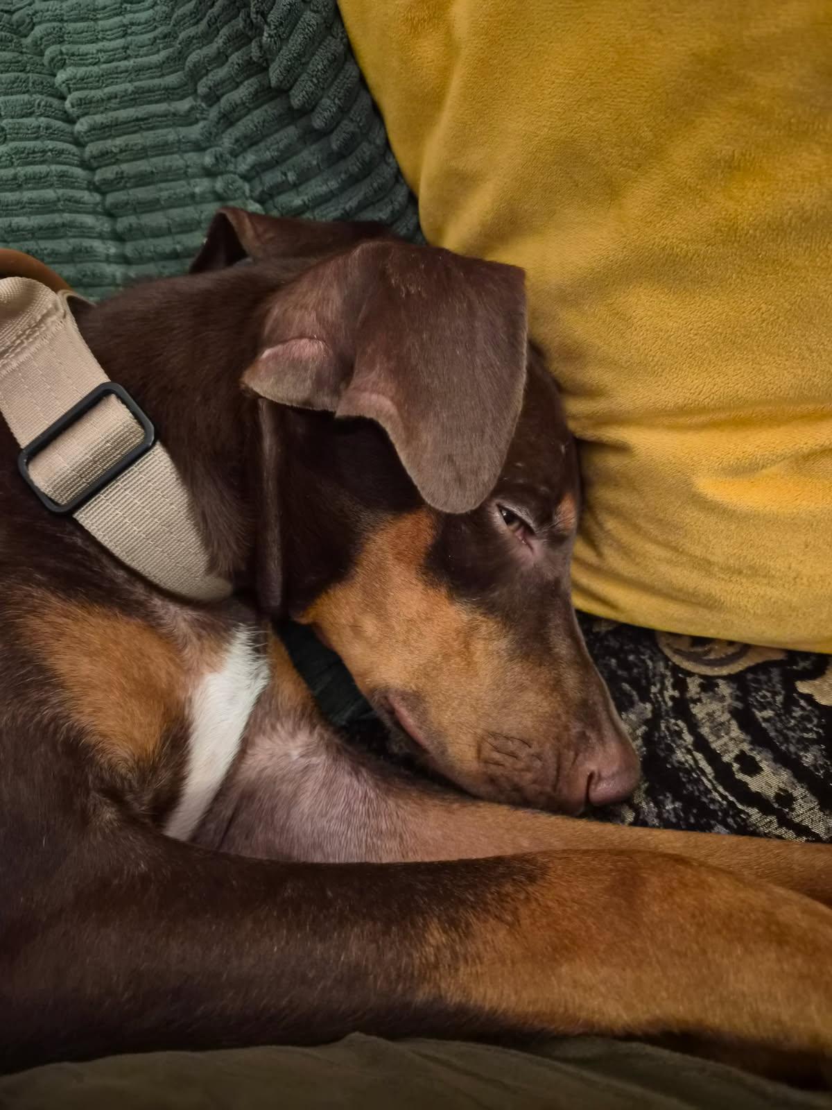 Enlarge Kinsey, a Adoptable Doberman Pinscher in Minneapolis, MN image 3/3