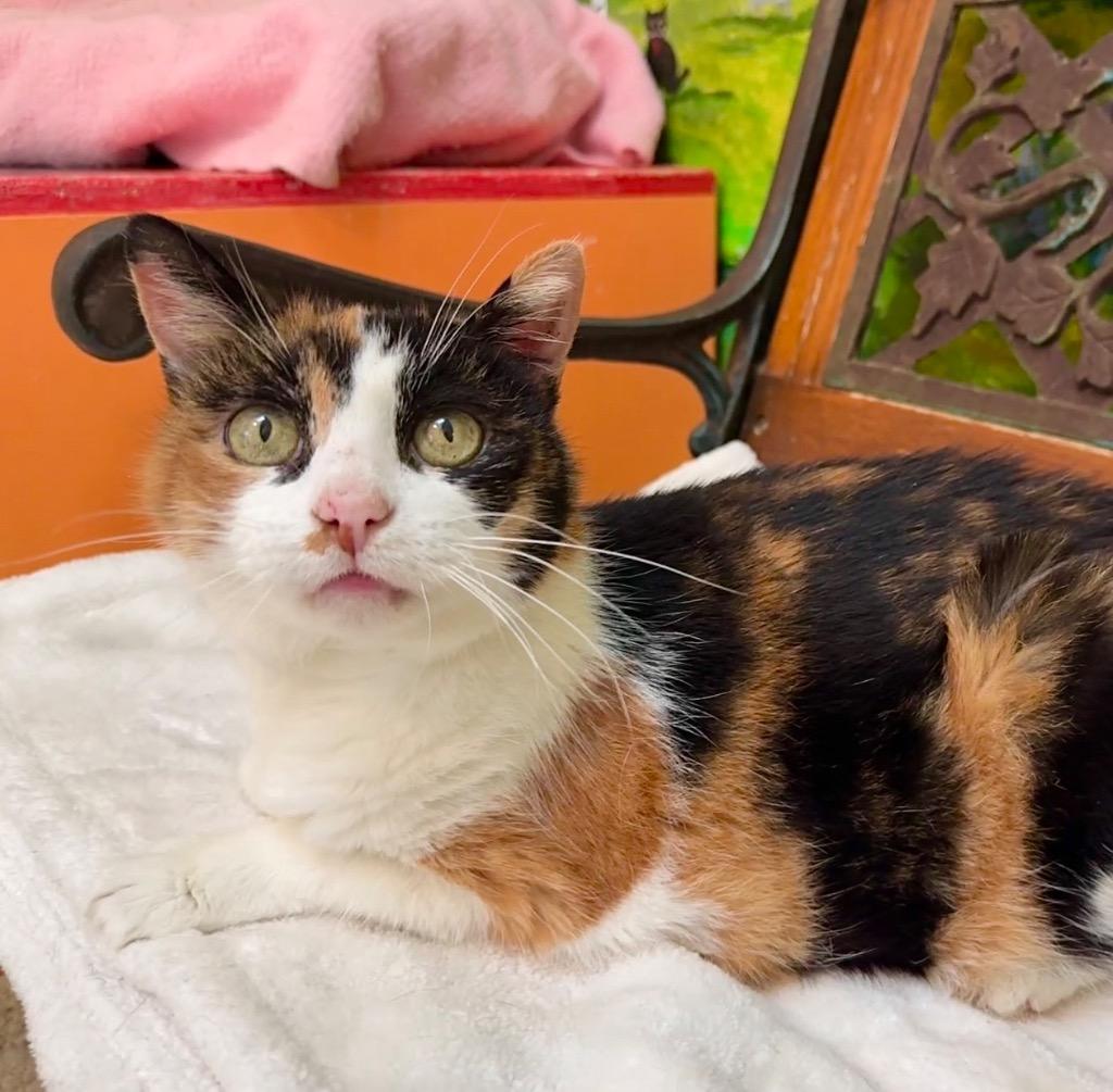 Kori, Adopted, Senior Female Domestic Short Hair.