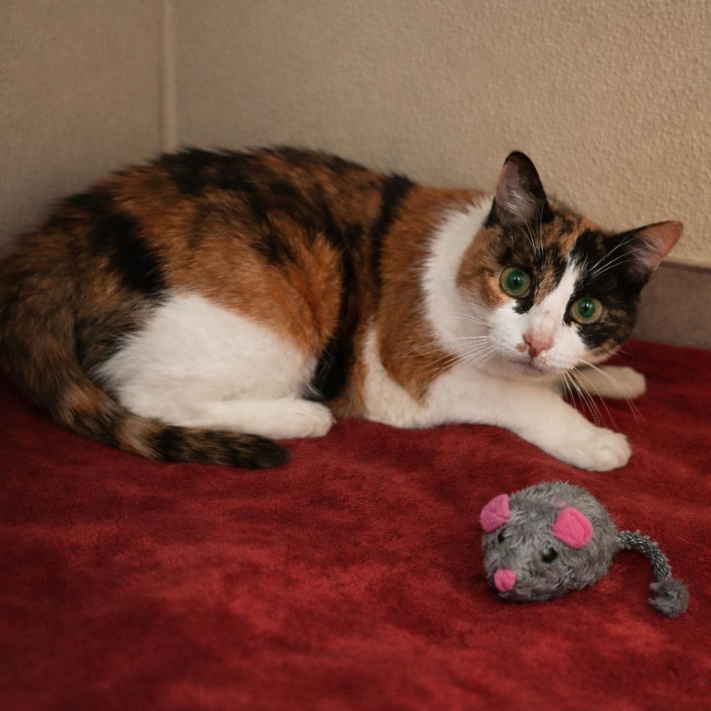 Enlarge Kori, a Adopted mixed breed in Cambria, CA image 2/4