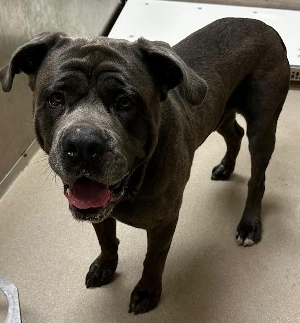 BOGART, ADOPTABLE, Adult Male Mastiff.