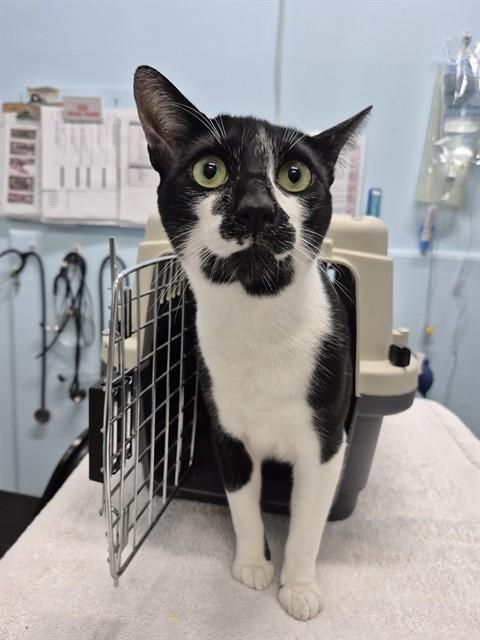 Enlarge MOONEY, a Adoptable Domestic Short Hair in London, ON image 1/1