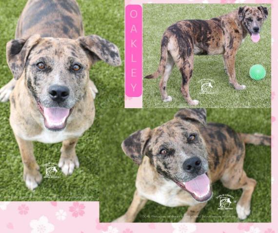 Oakley, ADOPTABLE, Young Female Catahoula Leopard Dog.