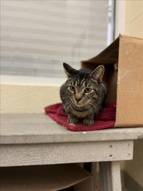 BB, Adoptable, Adult Male Domestic Short Hair.