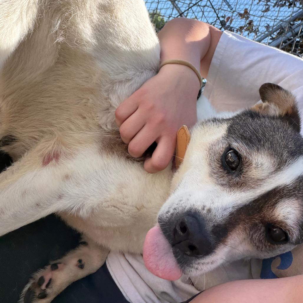 Shasta, Adoptable, Adult Female Boxer & Mixed Breed.