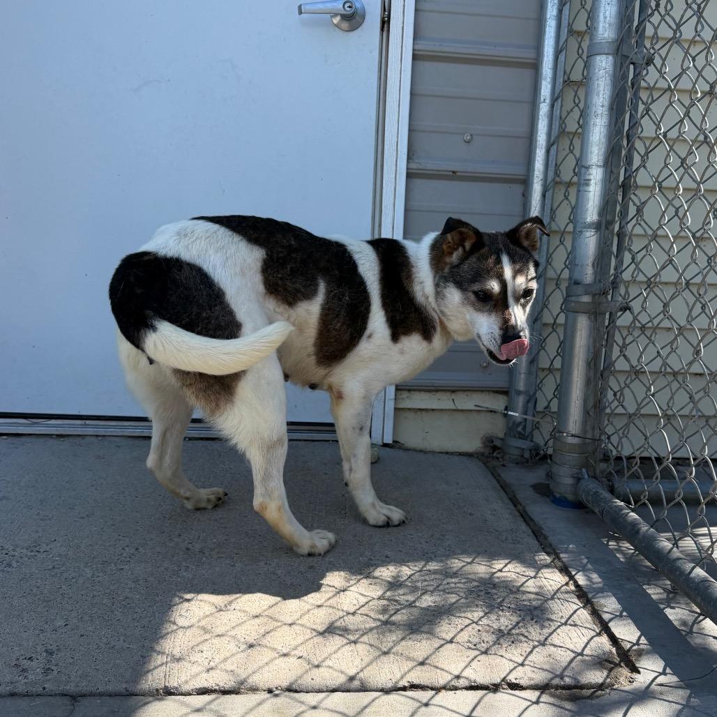 Enlarge Shasta, a Adoptable mixed breed in Detroit Lakes, MN image 2/6