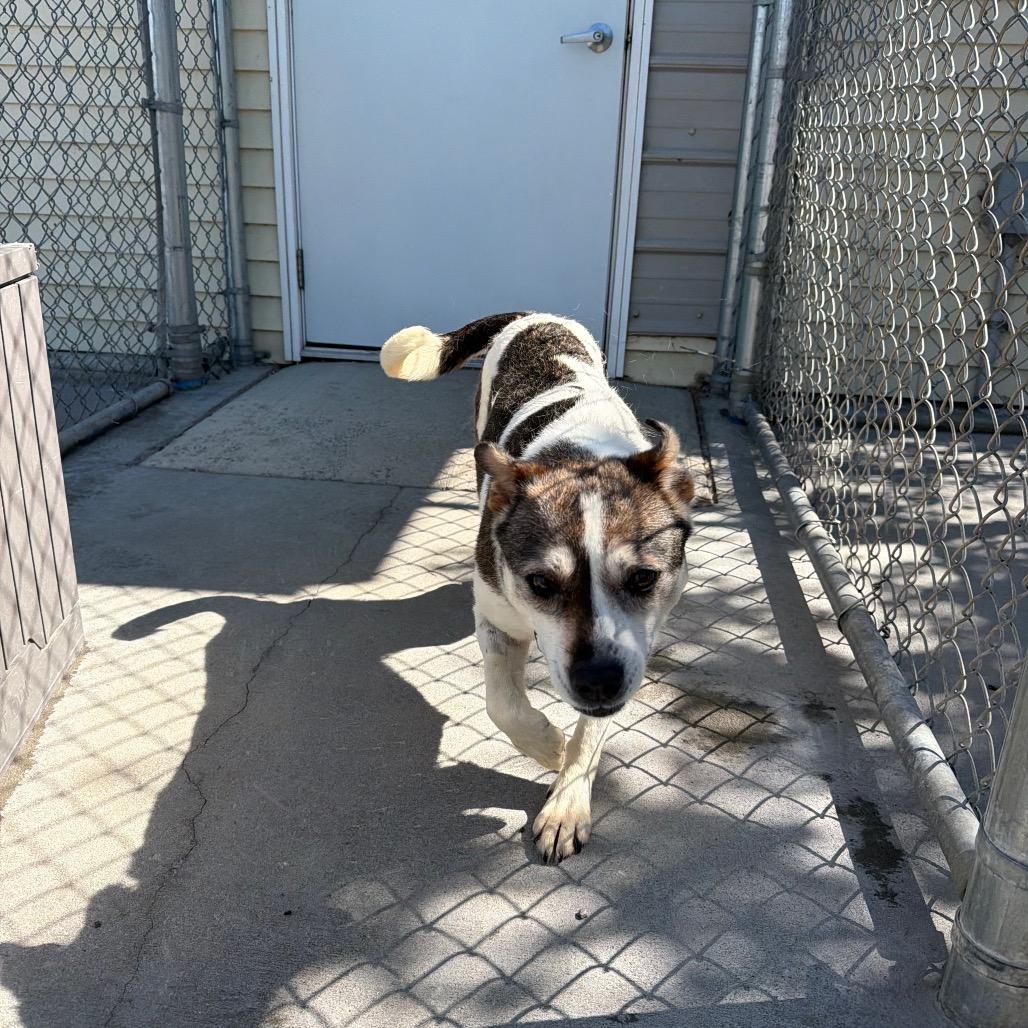 Enlarge Shasta, a Adoptable mixed breed in Detroit Lakes, MN image 3/6