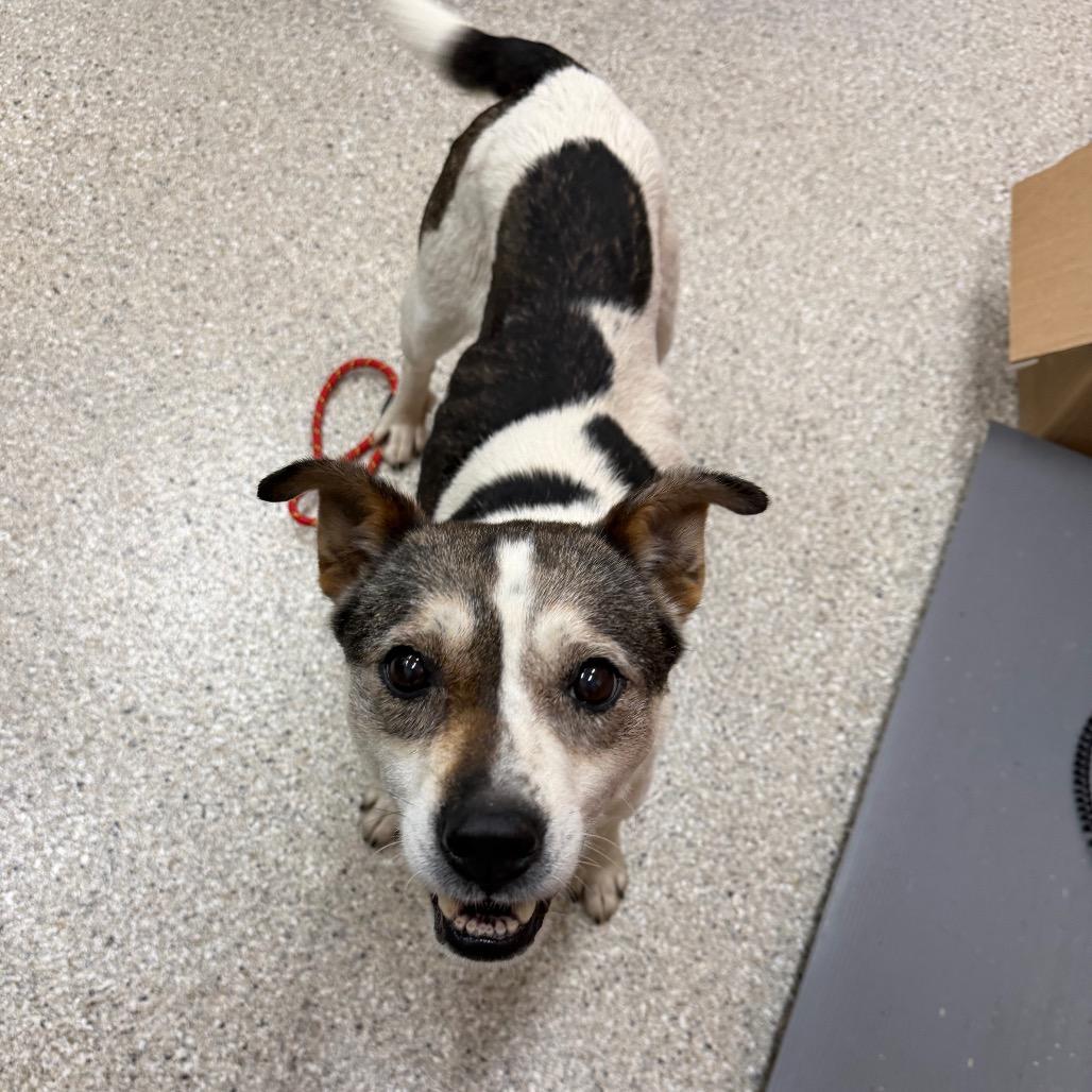 Enlarge Shasta, a Adoptable mixed breed in Detroit Lakes, MN image 4/6