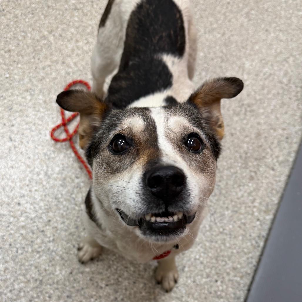 Enlarge Shasta, a Adoptable mixed breed in Detroit Lakes, MN image 5/6
