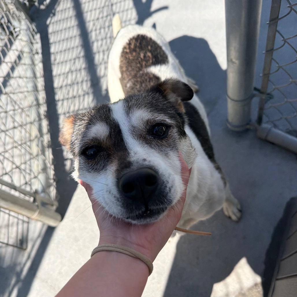 Enlarge Shasta, a Adoptable mixed breed in Detroit Lakes, MN image 6/6