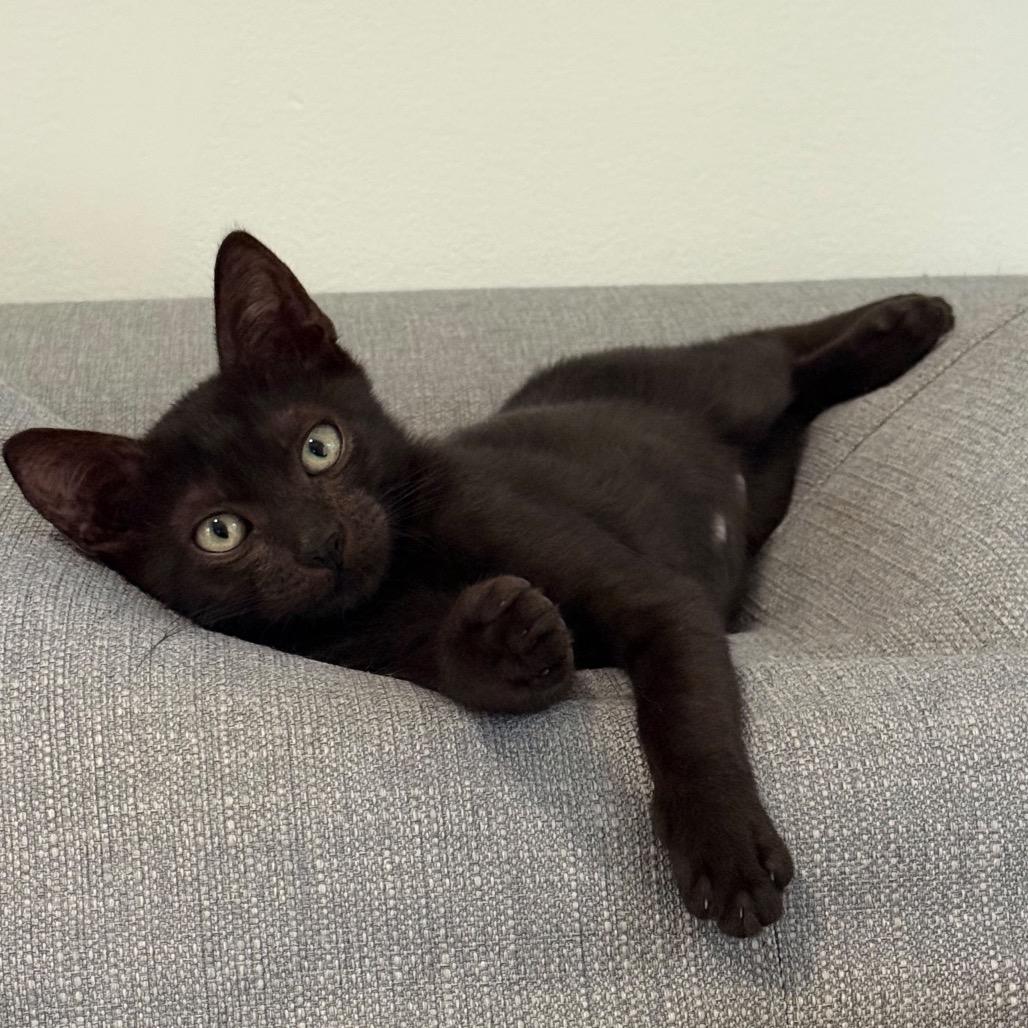 Bruno, Adoptable, Kitten Male Domestic Short Hair & Bombay.
