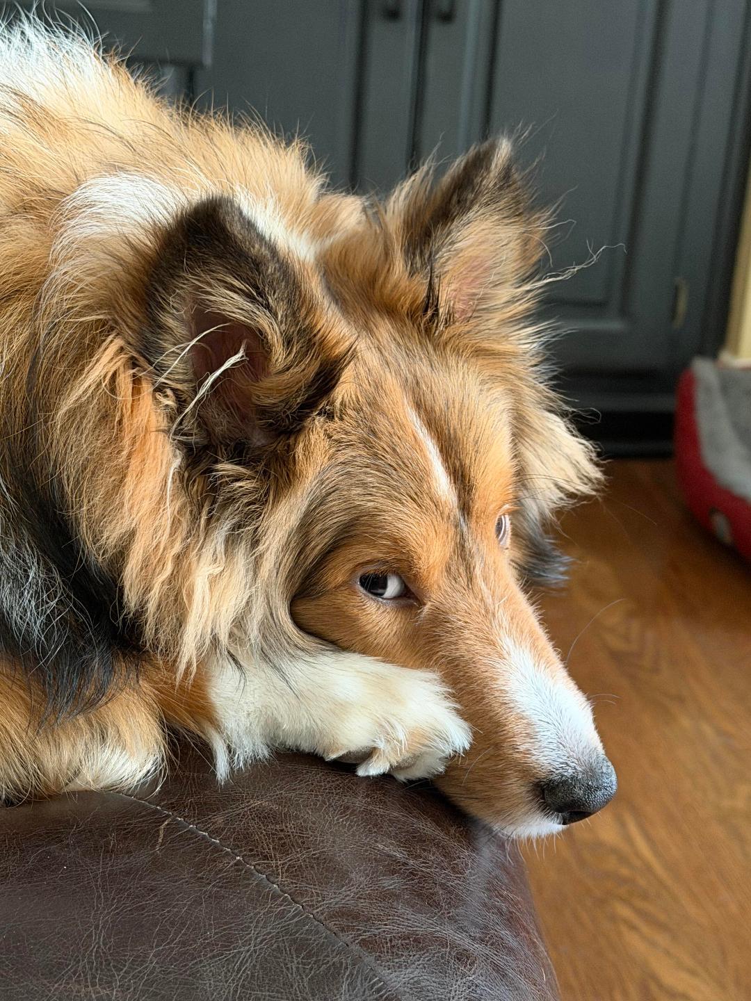 Java, Adoptable, Young Male Shetland Sheepdog / Sheltie.