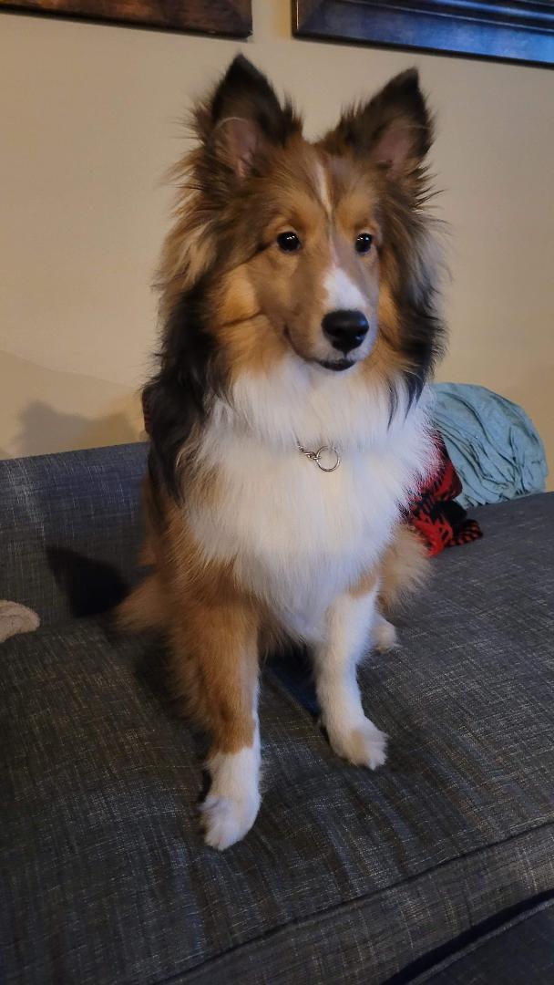 Enlarge Java, a Adoptable Shetland Sheepdog / Sheltie in Mission, KS image 2/3