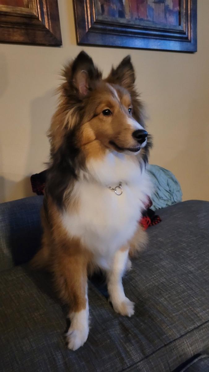 Enlarge Java, a Adoptable Shetland Sheepdog / Sheltie in Mission, KS image 3/3