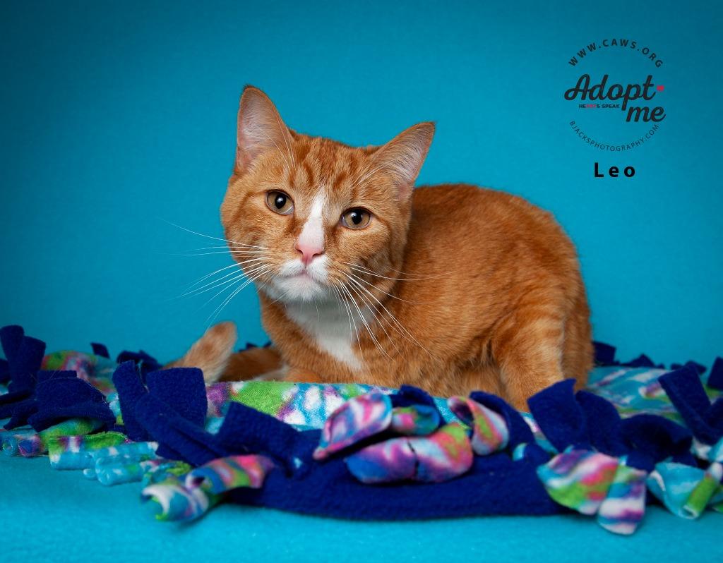 Leo, a Adoptable mixed breed in Salt Lake City, UT image 1/2