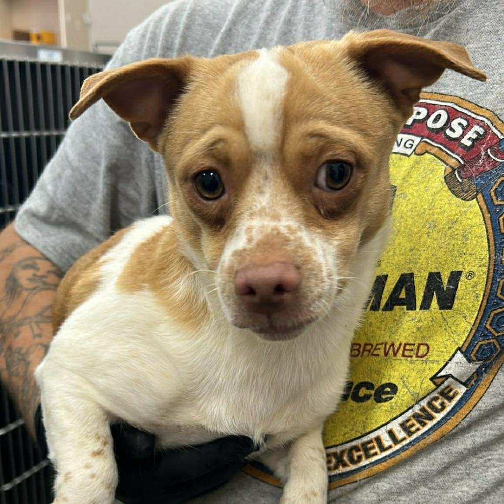Enlarge Ice Milk, a Adoptable Chihuahua in Manhattan, KS image 1/2