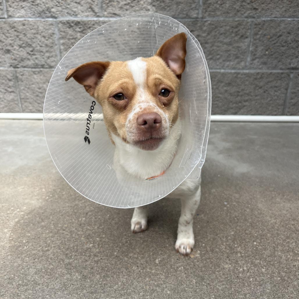 Enlarge Ice Milk, a Adoptable Chihuahua in Manhattan, KS image 2/2
