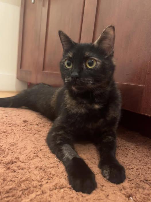 Ms. Squid Ink, Young Female Domestic Short Hair
