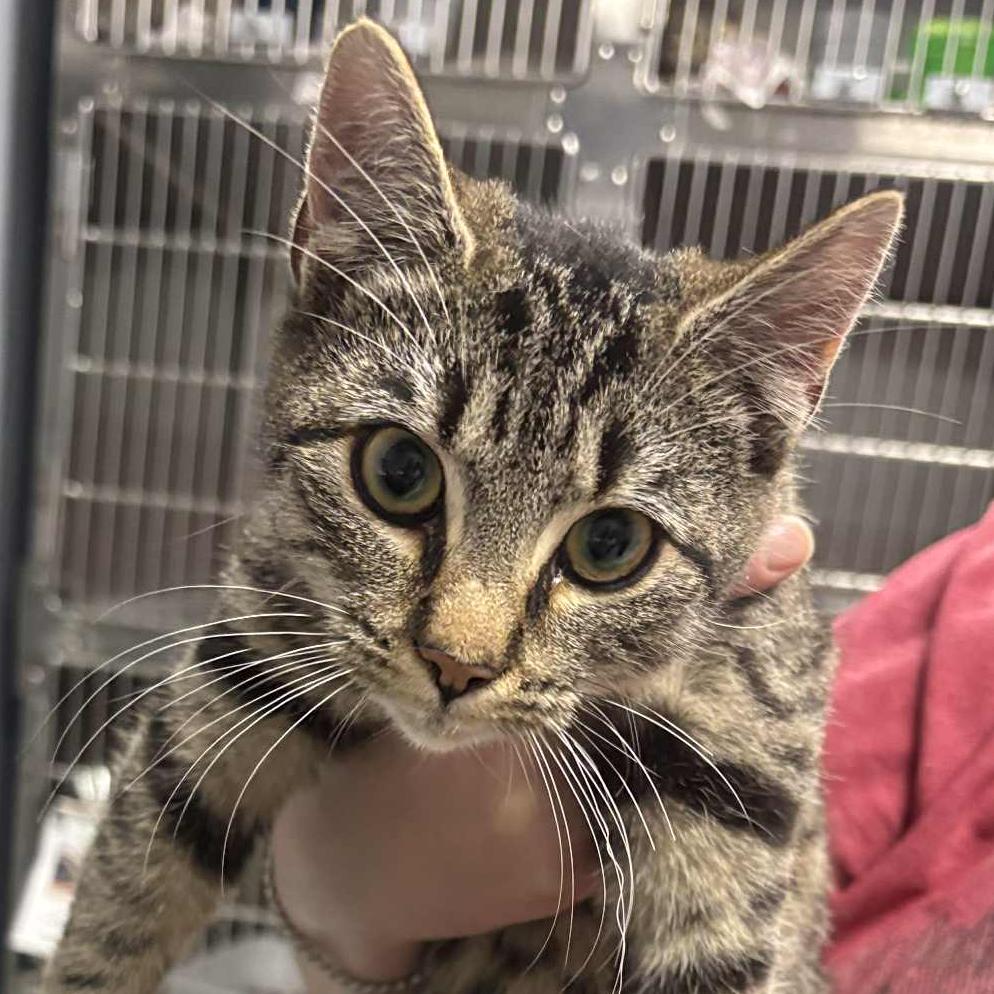 Enlarge Audi, a Adoptable Domestic Short Hair in Marion, VA image 1/2