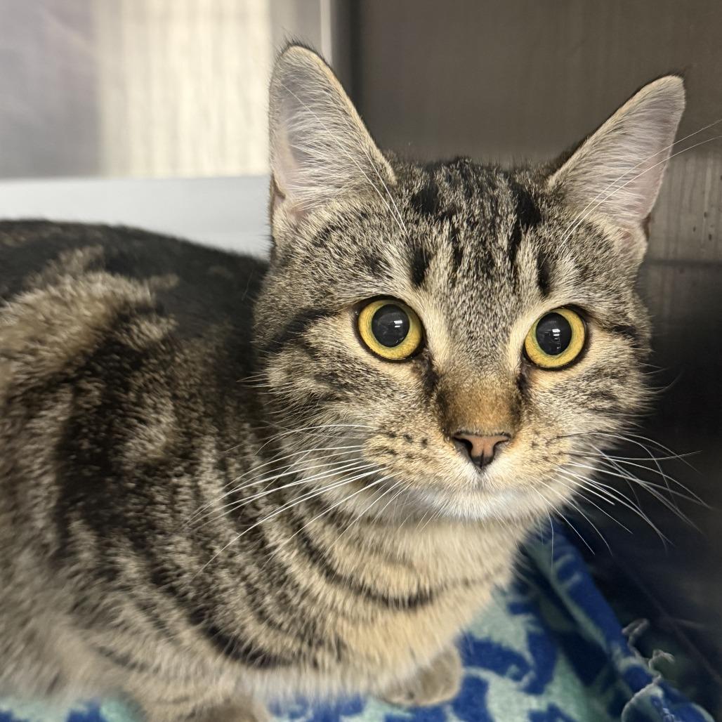 Enlarge Audi, a Adoptable Domestic Short Hair in Marion, VA image 2/2