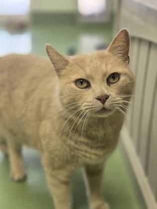 Enlarge Barbas, a Adoptable mixed breed in Batavia, OH image 1/3