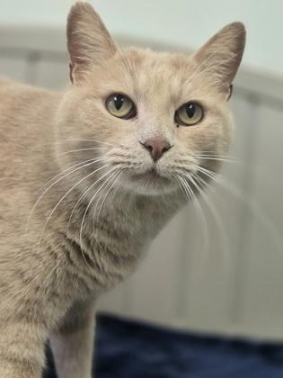 Enlarge Barbas, a Adoptable mixed breed in Batavia, OH image 3/3