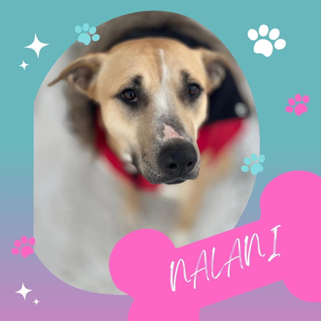 Nalani, a Adoptable Shepherd in Cedar Rapids, IA image 1/4