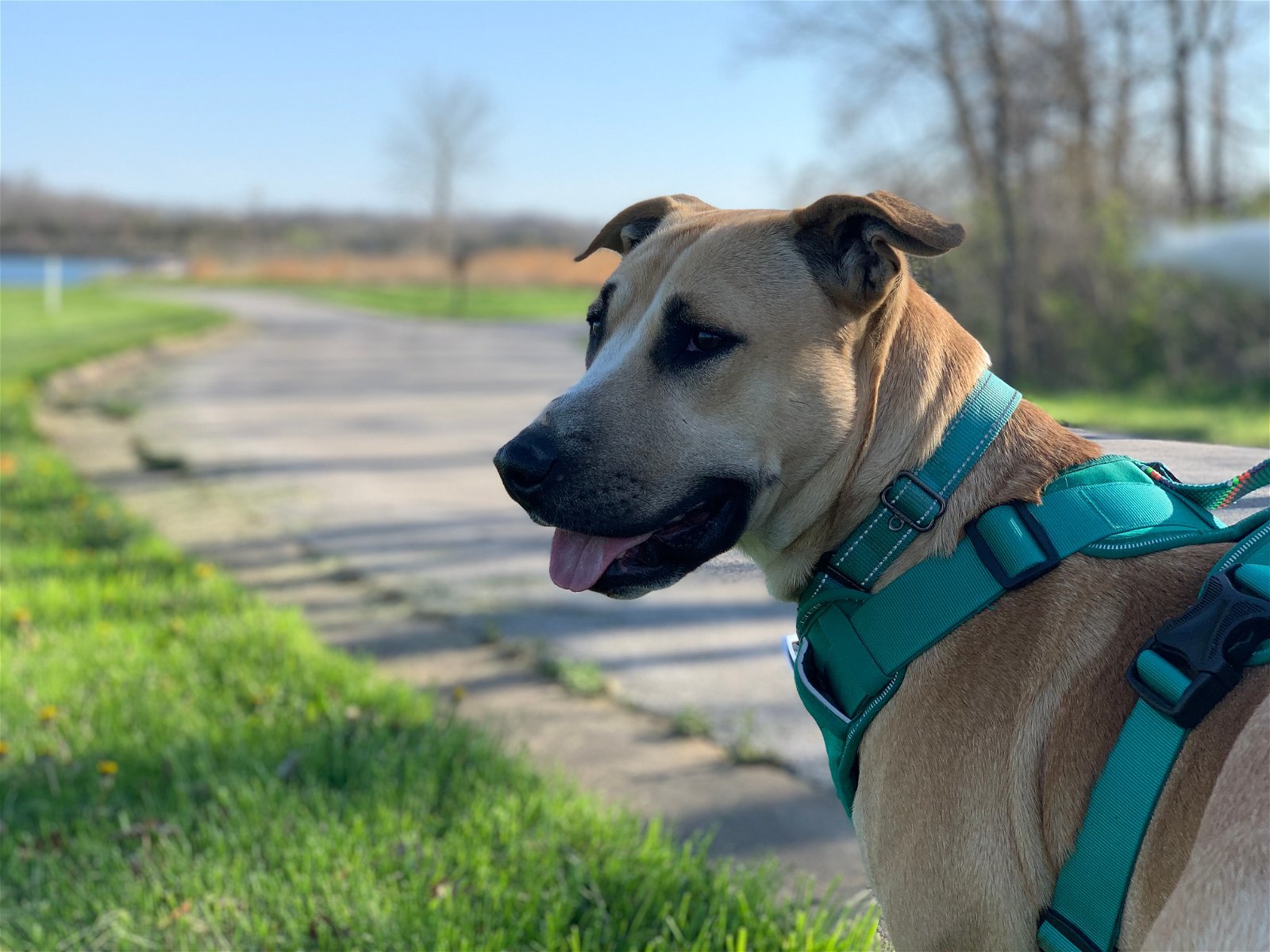Nalani, a Adoptable Shepherd in Cedar Rapids, IA image 2/4