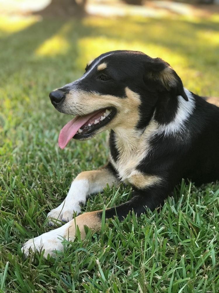 Enlarge Roscoe P Coltrane, a Adoptable mixed breed in Gillsville, GA image 1/6