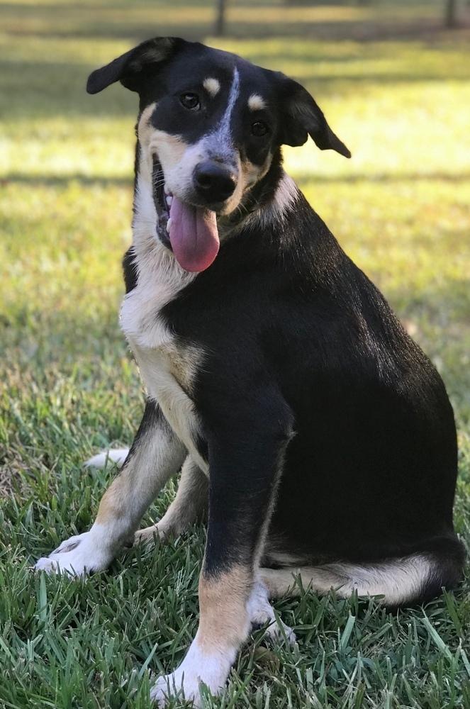 Enlarge Roscoe P Coltrane, a Adoptable mixed breed in Gillsville, GA image 2/6