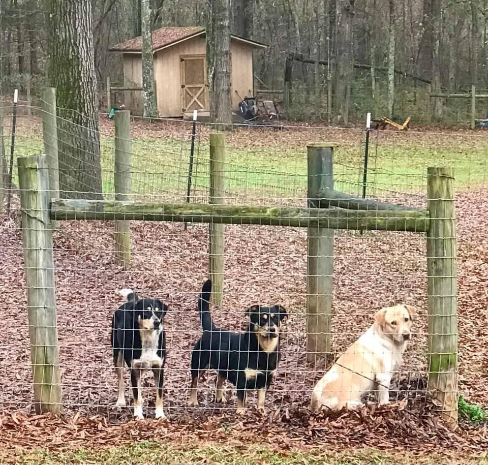 Enlarge Roscoe P Coltrane, a Adoptable mixed breed in Gillsville, GA image 3/6