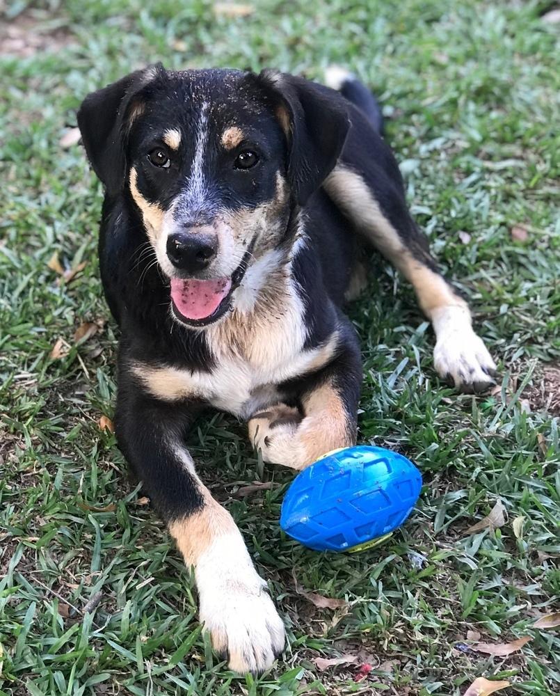 Enlarge Roscoe P Coltrane, a Adoptable mixed breed in Gillsville, GA image 4/6