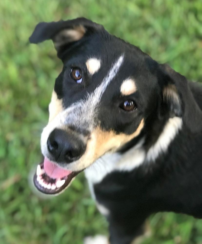 Enlarge Roscoe P Coltrane, a Adoptable mixed breed in Gillsville, GA image 5/6