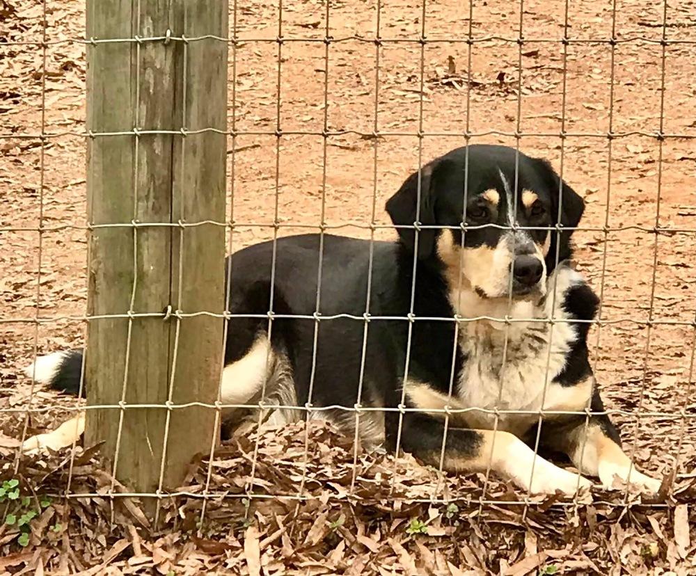 Enlarge Roscoe P Coltrane, a Adoptable mixed breed in Gillsville, GA image 6/6