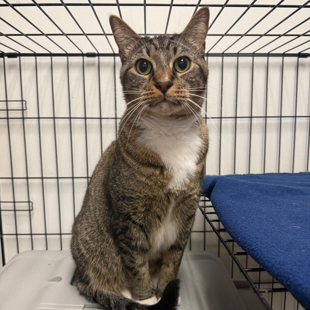 Enlarge Arizona, a Adoptable Domestic Short Hair in Houston, TX image 2/2