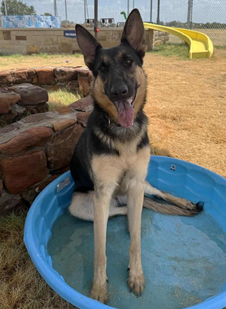 Freya, Adoptable, Young Female German Shepherd Dog.