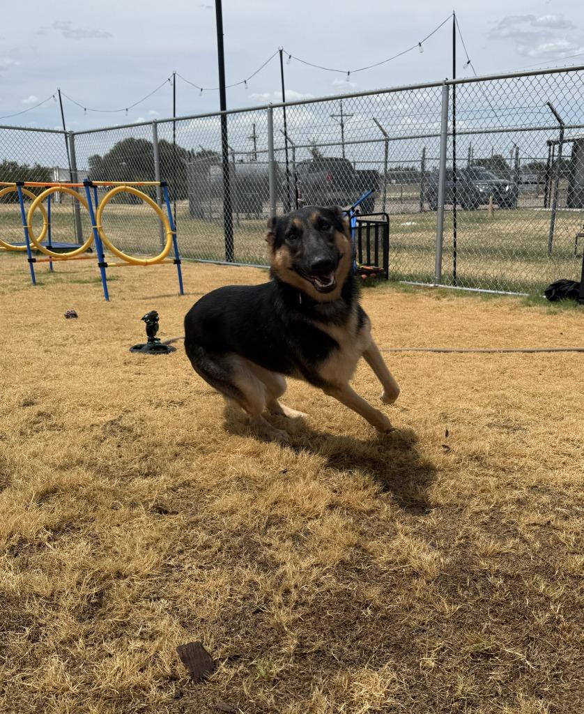 Enlarge Freya, a Adoptable German Shepherd Dog in Glen Rose, TX image 2/4