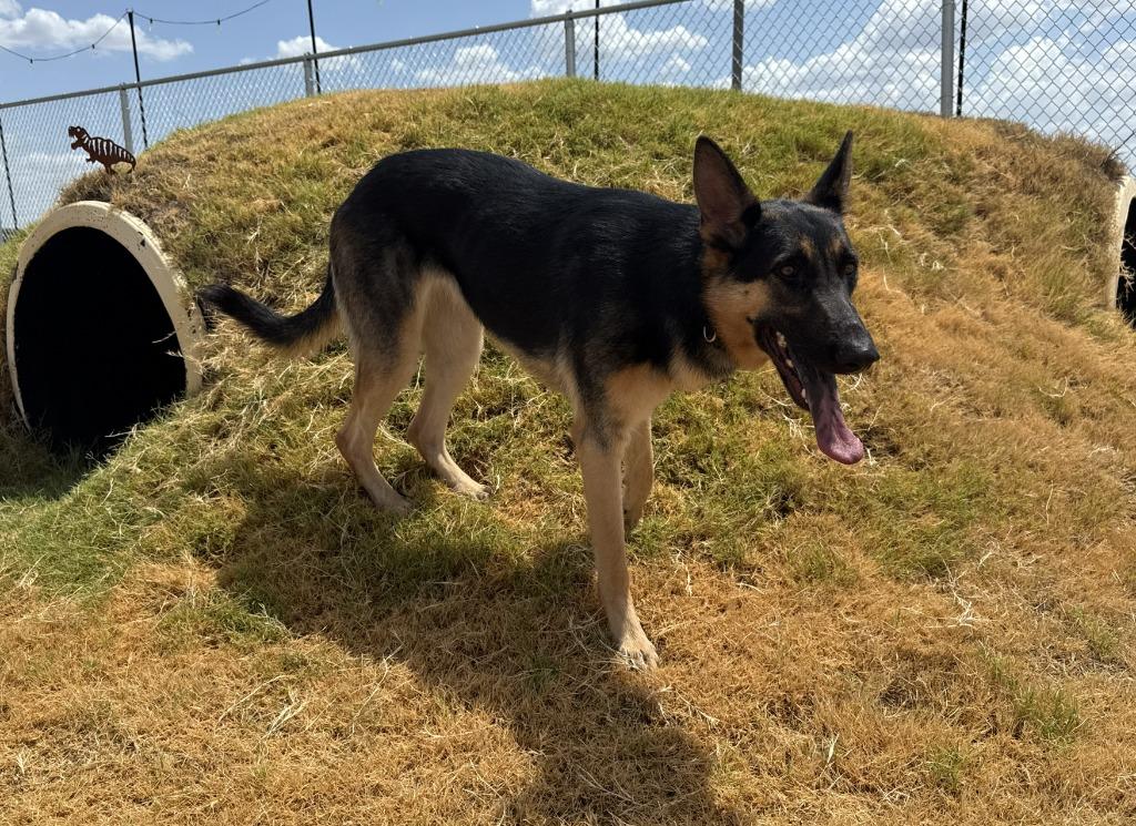 Enlarge Freya, a Adoptable German Shepherd Dog in Glen Rose, TX image 3/4