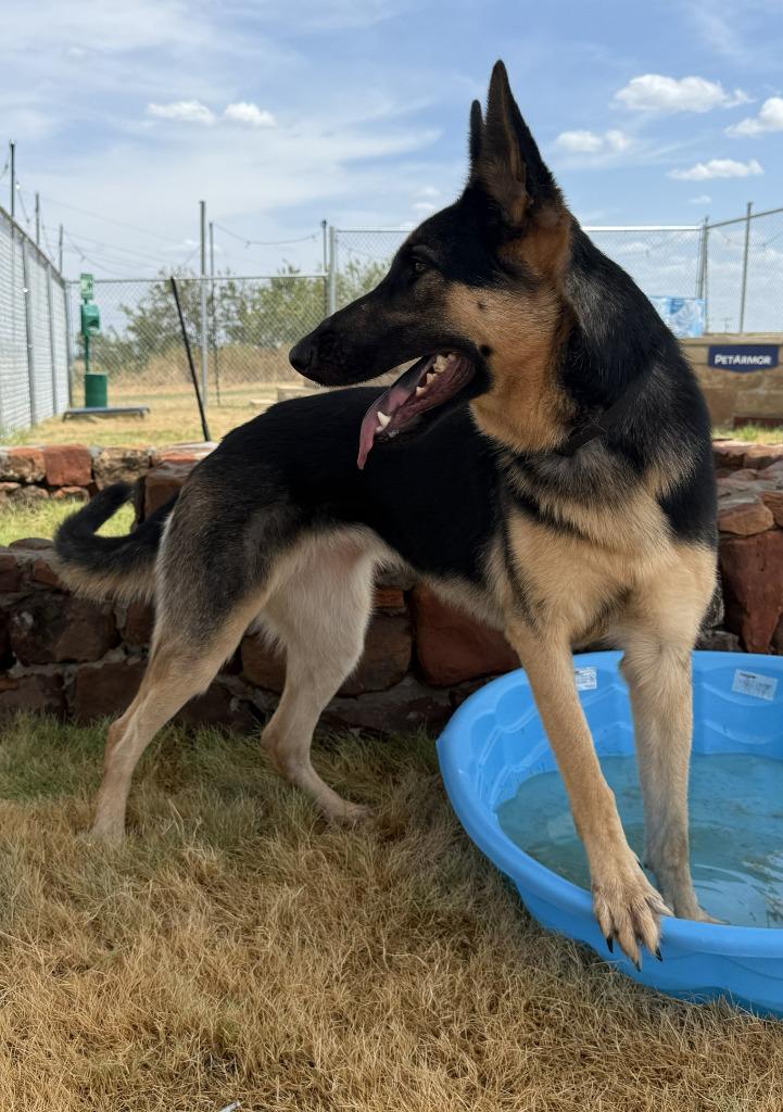 Enlarge Freya, a Adoptable German Shepherd Dog in Glen Rose, TX image 4/4