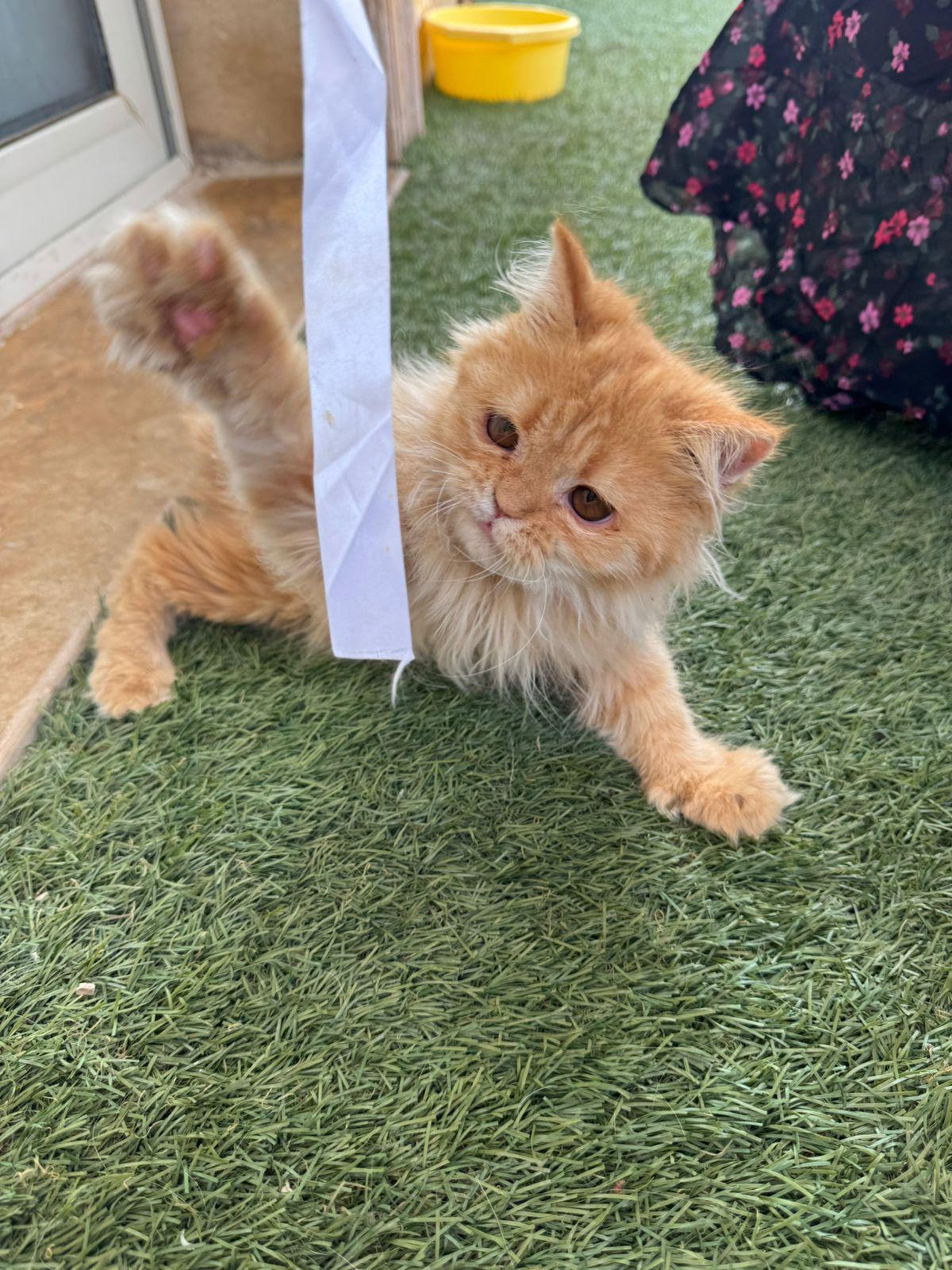 Yamasan & Yuzu, an adoptable Maine Coon, Siberian in Brampton, ON, L6P 2E9 | Photo Image 3