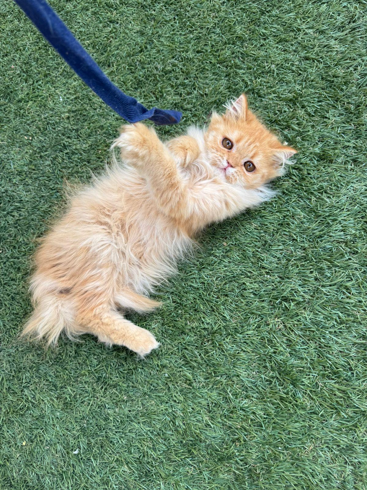 Yamasan & Yuzu, an adoptable Maine Coon, Siberian in Brampton, ON, L6P 2E9 | Photo Image 4