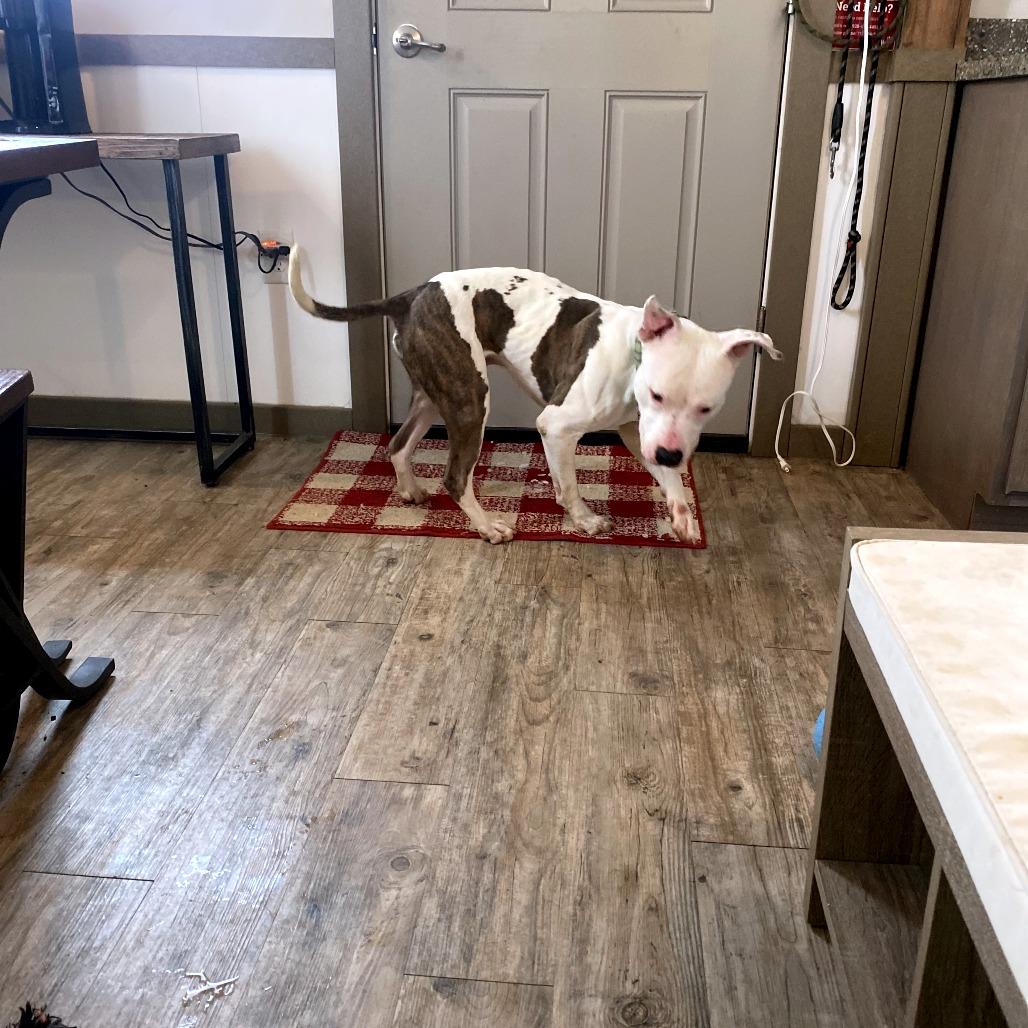 Draco, Adoptable, Adult Male Pit Bull Terrier.